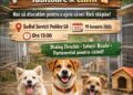 Provocarea Serviciilor Publice pentru ONG-uri cu protecția animalelor