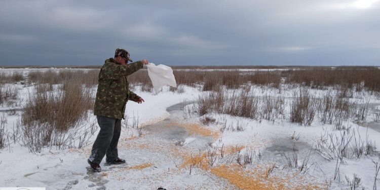 Acțiuni de hrănire a păsărilor în Delta înghețată