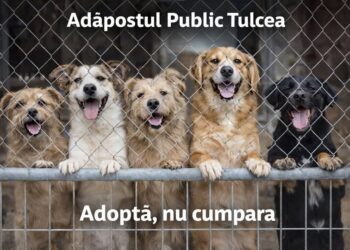 O șansă animalelor de a-și găsi o familie