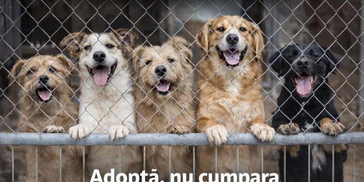 O șansă animalelor de a-și găsi o familie