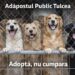 O șansă animalelor de a-și găsi o familie