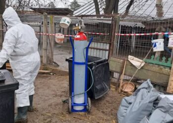 DSVSA a lichidat, prompt, un focar de gripă aviară la Niculițel