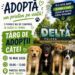 Sâmbătă, Târgul de Adopții căței, în parcul din fața Hotelului Delta
