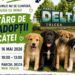 Curând, Târg de Adopții pentru căței, în Parcul Delta din municipiu
