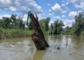 Atenție pe canalul Crânjală/ Un ciot de salcie poate scufunda ambarcațiuni