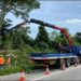 Toaletare de copaci pe Barajului, Spitalului și Isaccei, din municipiu