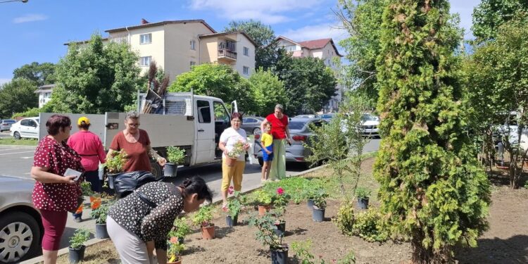 Adevăratele gospodine din municipiu, la treabă