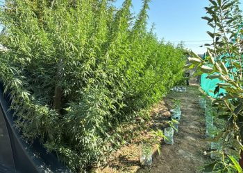 Doi „fermieri” de canabis din Mihai Bravu și alți trei care vindeau, au fost reținuți de polițiști