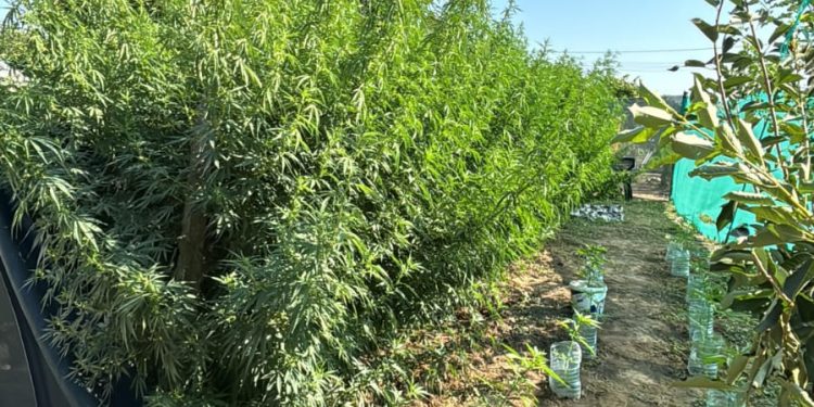 Doi „fermieri” de canabis din Mihai Bravu și alți trei care vindeau, au fost reținuți de polițiști