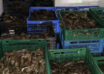 Și c’un rac, tot sărac…