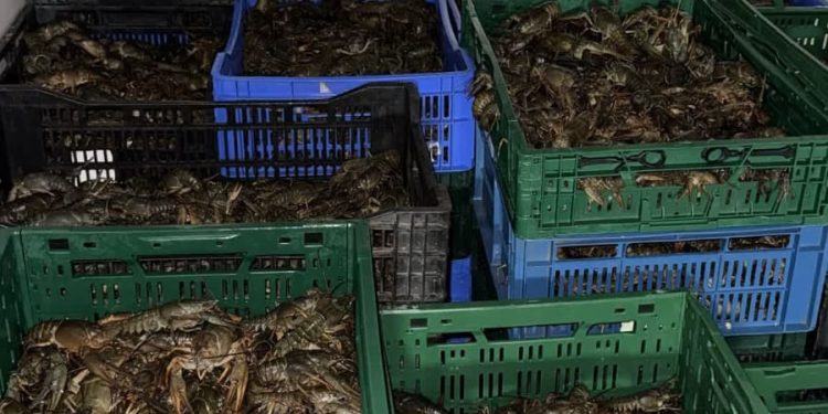 Și c’un rac, tot sărac…