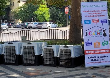 Târgul de adopții, o șansă la o viață nouă pentru 25 de cățeluși