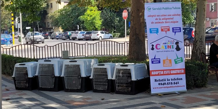 Târgul de adopții, o șansă la o viață nouă pentru 25 de cățeluși