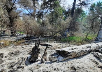 Alt incendiu în Deltă/ La Sireasa arde vegetație și fond forestier