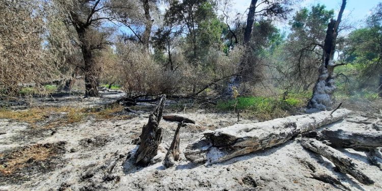 Alt incendiu în Deltă/ La Sireasa arde vegetație și fond forestier