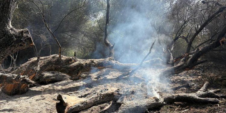 Ultimele focare, la Sireasa, au fost stinse