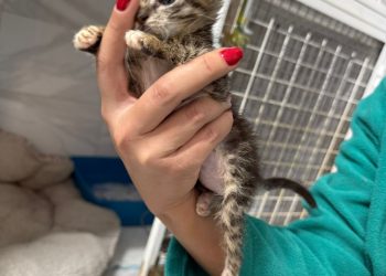 Un animal nu este un simplu obiect. Sancțiuni severe pentru abandonare