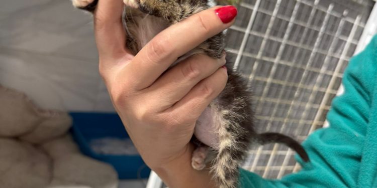 Un animal nu este un simplu obiect. Sancțiuni severe pentru abandonare