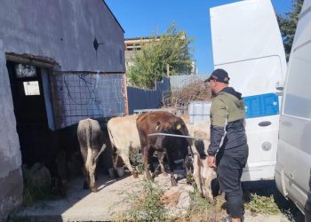 Acțiune pentru prevenirea transportului ilegal de animale