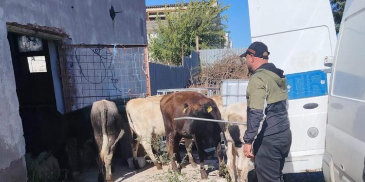 Acțiune pentru prevenirea transportului ilegal de animale