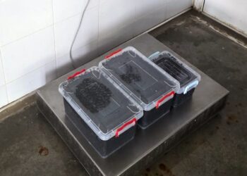 Captură grea de icre negre