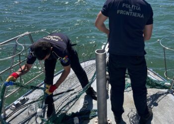 Polițiștii de frontieră au salvat patru sturioni prinși în plase ilegale, în Marea Neagră