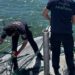 Polițiștii de frontieră au salvat patru sturioni prinși în plase ilegale, în Marea Neagră