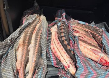 Sturioni transportați fără documente legale, depistați de polițiștii din Măcin