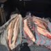 Sturioni transportați fără documente legale, depistați de polițiștii din Măcin