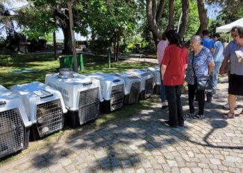 Târgul de Adopții câini fără stăpân/ 15 destine schimbate într-o singură zi