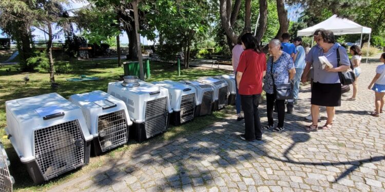 Târgul de Adopții câini fără stăpân/ 15 destine schimbate într-o singură zi
