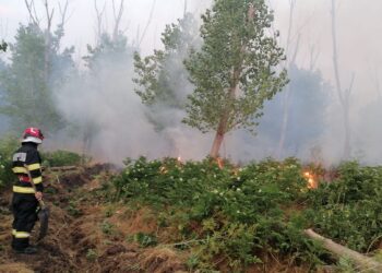 Incendiu de pădure lângă Rachelu; de la un chiștoc de țigară… au ars 22 de hectare