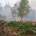 Incendiu de pădure lângă Rachelu; de la un chiștoc de țigară… au ars 22 de hectare