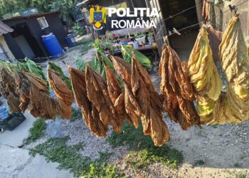 Peste cinci tone de tutun găsite la o percheziție în Tudor Vladimirescu