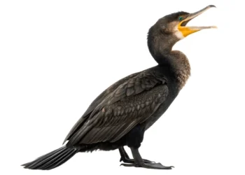 Cercetat penal după ce a chinuit un cormoran pe plajă la Sulina