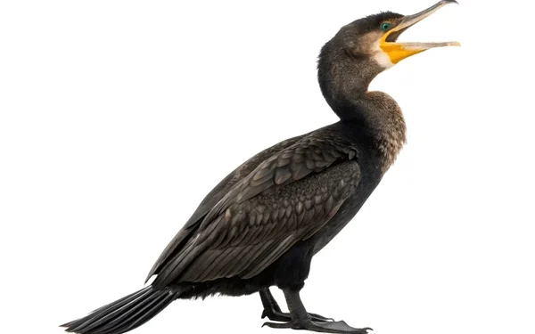 Cercetat penal după ce a chinuit un cormoran pe plajă la Sulina