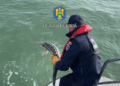 Control pe Marea Neagră/ Doi sturioni și un delfin eliberați din plasele braconierilor
