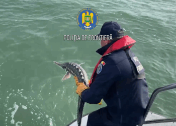 Control pe Marea Neagră/ Doi sturioni și un delfin eliberați din plasele braconierilor