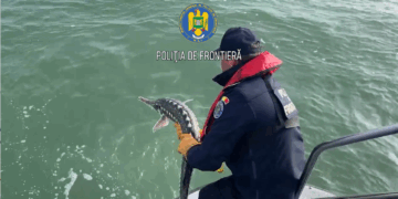 Control pe Marea Neagră/ Doi sturioni și un delfin eliberați din plasele braconierilor