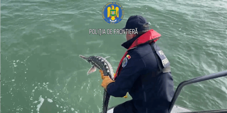 Control pe Marea Neagră/ Doi sturioni și un delfin eliberați din plasele braconierilor
