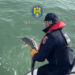 Control pe Marea Neagră/ Doi sturioni și un delfin eliberați din plasele braconierilor