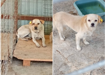 Adoptă responsabil! Prietenul tău te așteaptă