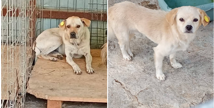 Adoptă responsabil! Prietenul tău te așteaptă