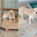 Adoptă responsabil! Prietenul tău te așteaptă