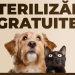 Primăria Tulcea lansează o nouă campanie de sterilizare gratuită pentru câini și pisici