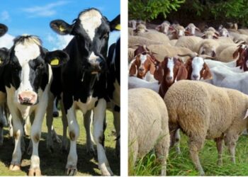 Munca „la negru” deține locul fruntaș la amenzi și în octombrie 2025