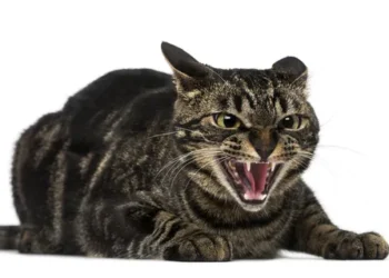 Cercetat pentru maltratarea unei pisici