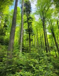 D’ale austerității/ Romsilva se reorganizează în Direcții Silvice regionale