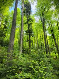 D’ale austerității/ Romsilva se reorganizează în Direcții Silvice regionale