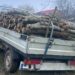 Depistat în Văcăreni cu mașină încărcată cu lemne, fără acte